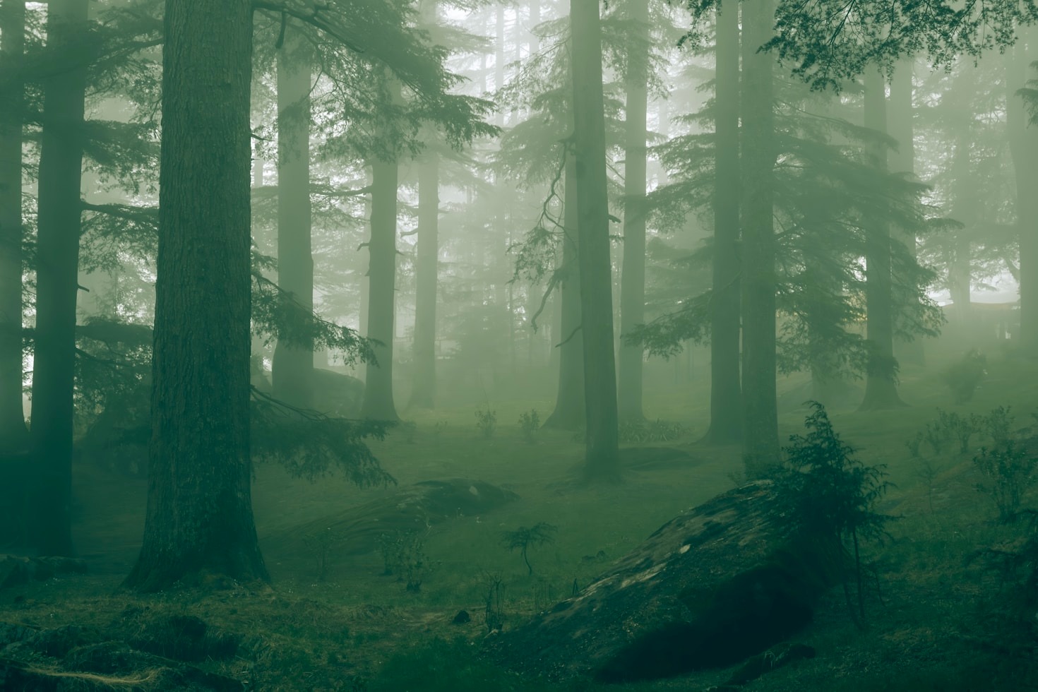 The Allure of Sweden’s Dark Forests in Art