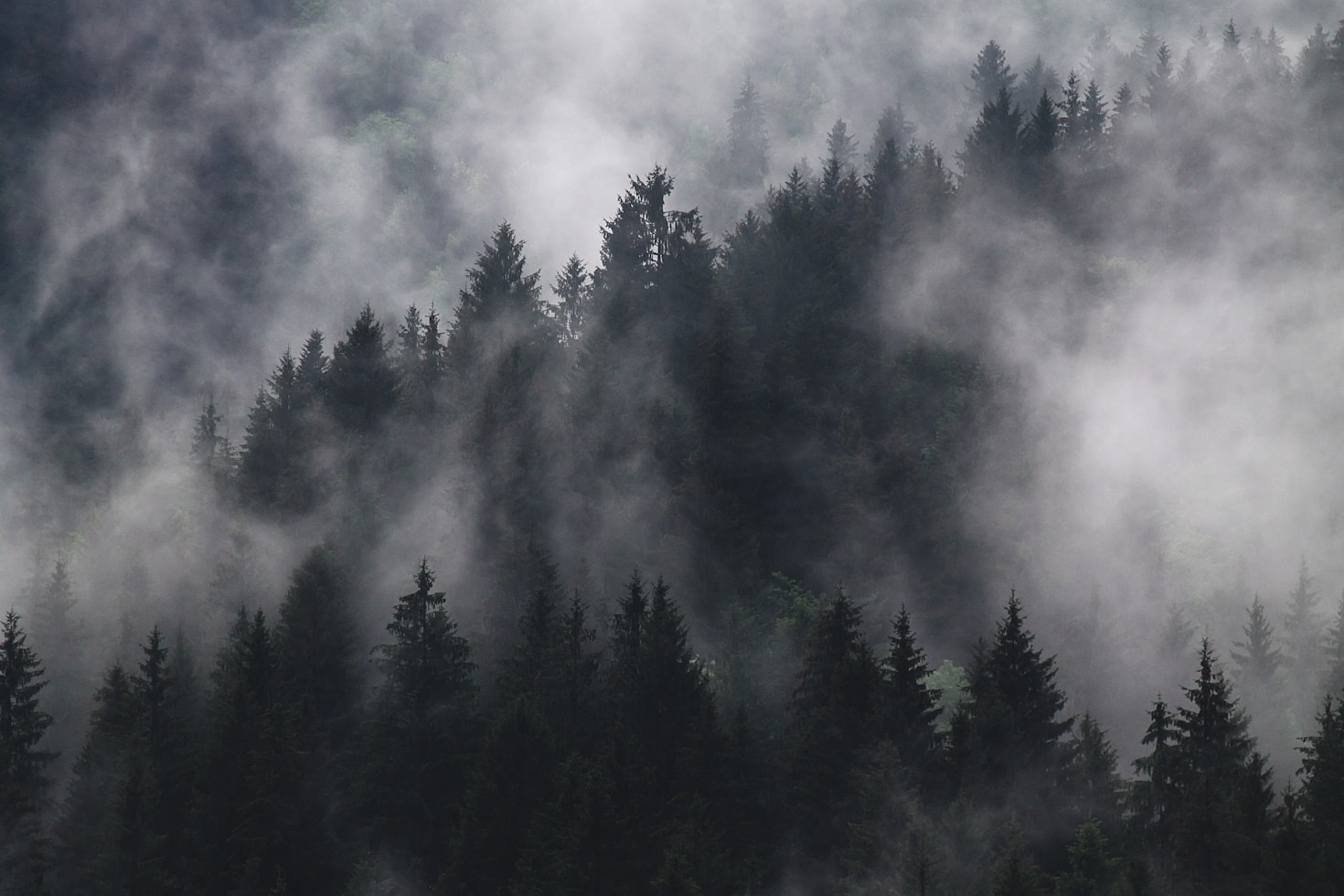 How Sweden’s Forests Inspire Artistic Expression