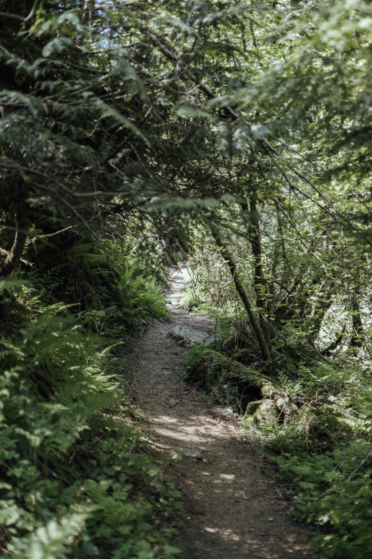 The Role of Shadows in Forest Photography